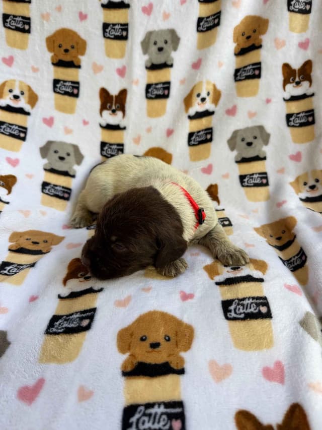 Wirehaired Pointing Griffon Puppies media 4