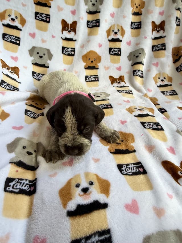 Wirehaired Pointing Griffon Puppies media 5