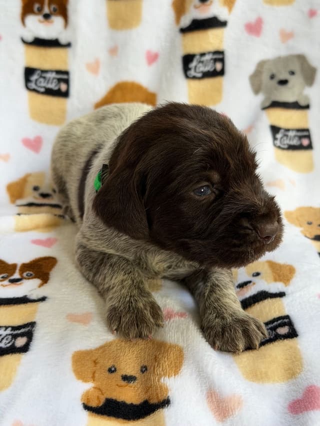 Wirehaired Pointing Griffon Puppies media 6