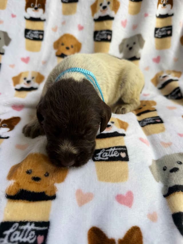 Wirehaired Pointing Griffon Puppies media 7