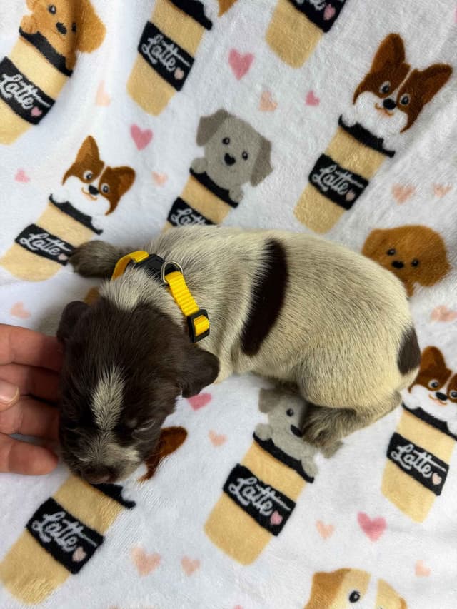 Wirehaired Pointing Griffon Puppies media 9