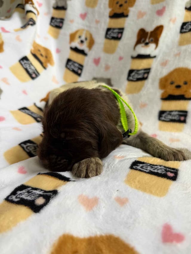 Wirehaired Pointing Griffon Puppies media 10