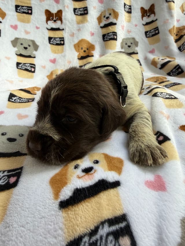 Wirehaired Pointing Griffon Puppies media 11