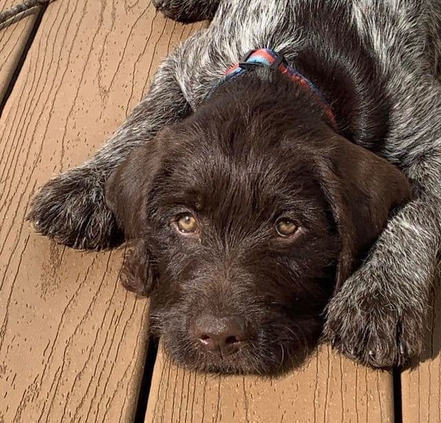 Wirehaired Pointing Griffon Puppies breeder image 3