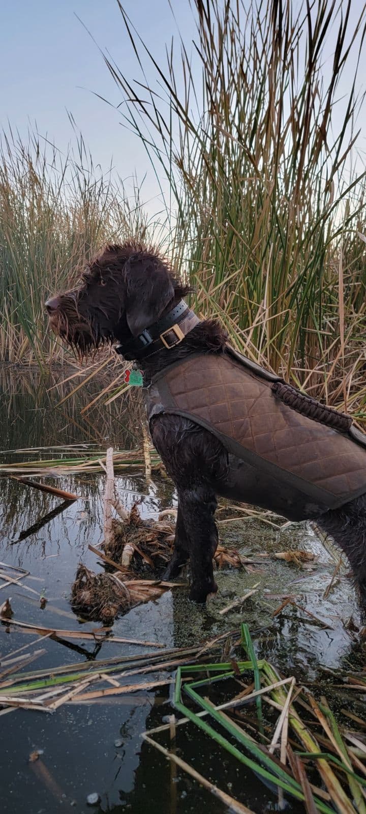 Wirehaired Pointing Griffon Puppies breeder image 1