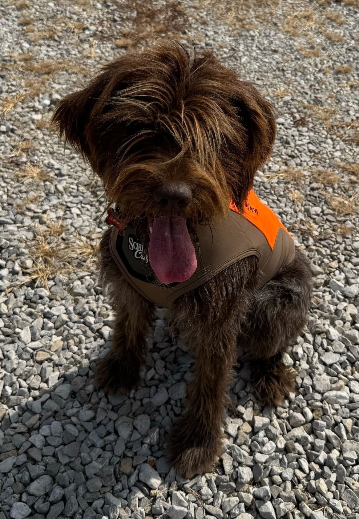 Wirehaired Pointing Griffon Puppies breeder image 2