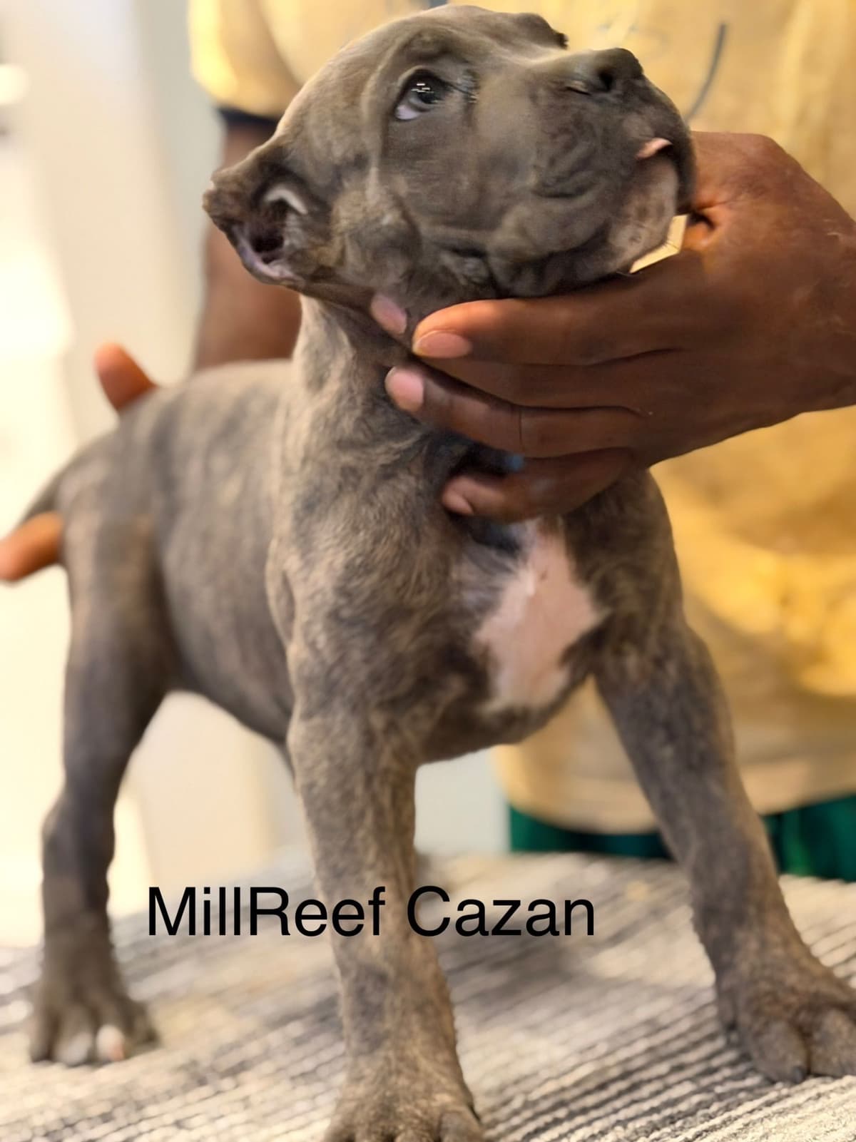 Cane Corso Puppies breeder image 2