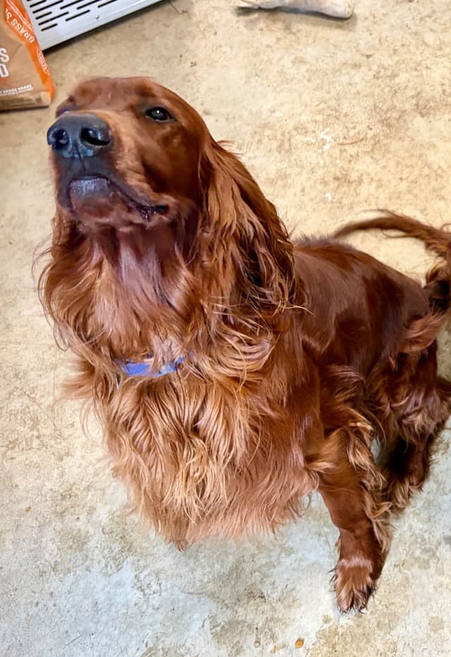 Irish Setter Puppies in Ohio media 5