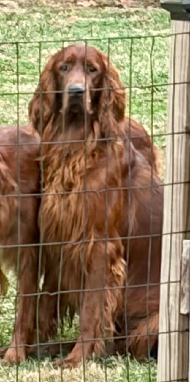 Irish Setter Puppies in Ohio media 3