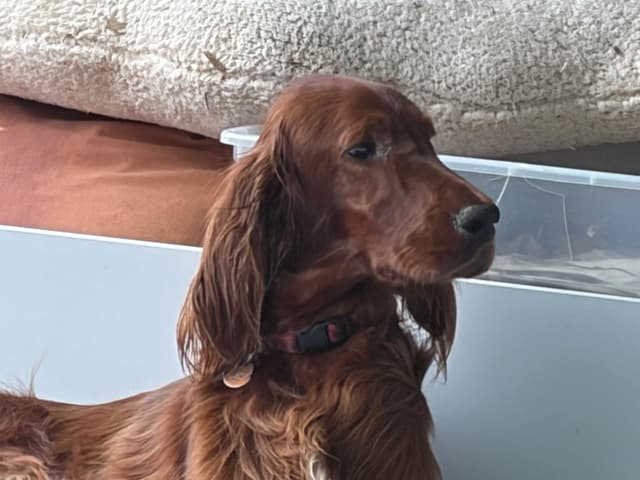 Irish Setter Puppies in Ohio media 4