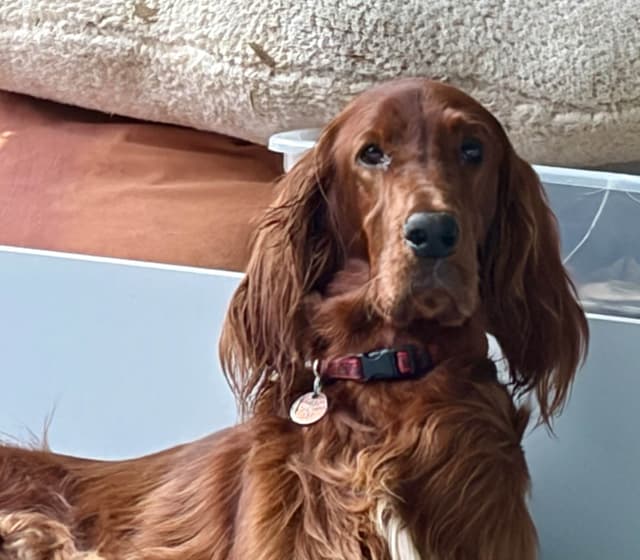Irish Setter Puppies in Ohio media 6