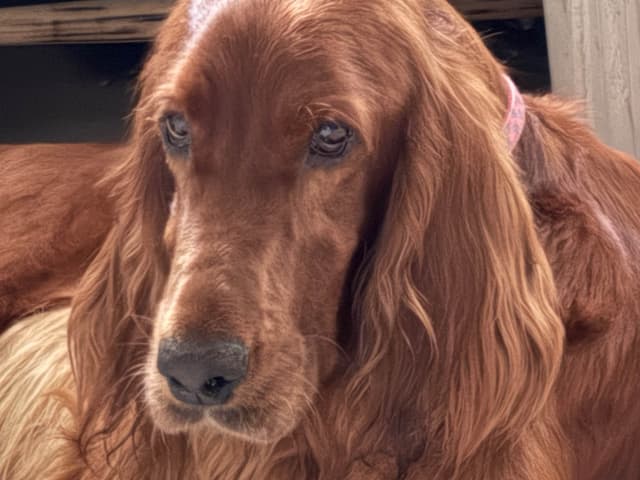 Irish Setter Puppies in Ohio media 2