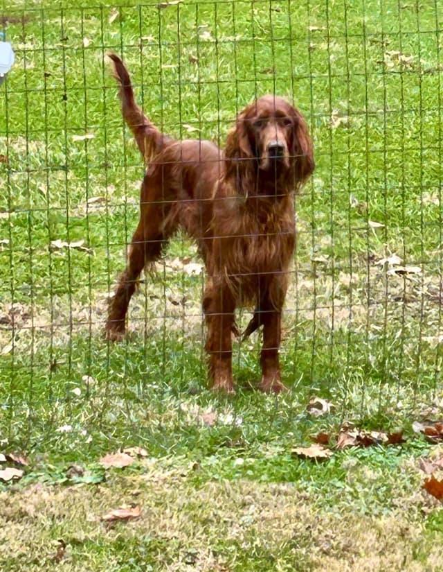 Irish Setter Puppies in Ohio media 8