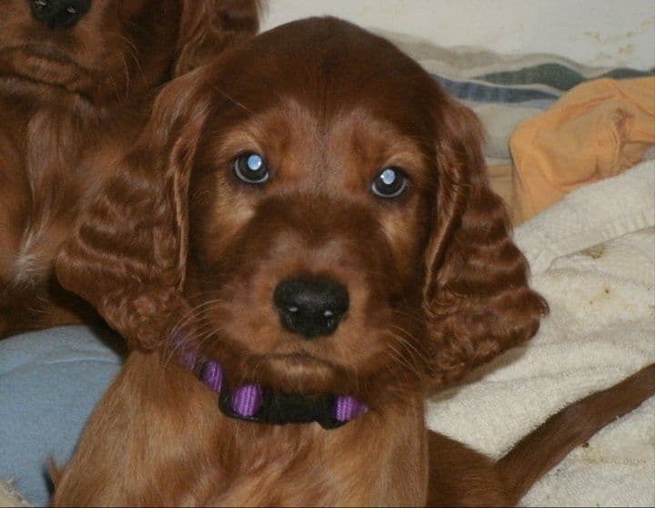 Irish Setter Puppies in Ohio breeder image 1
