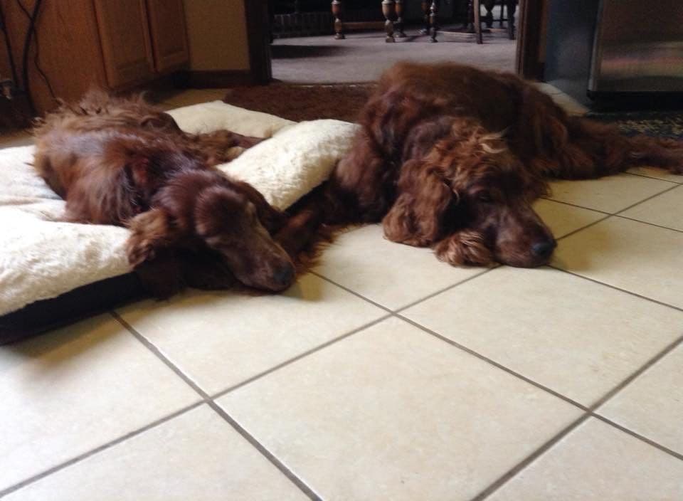 Irish Setter Puppies in Ohio breeder image 2