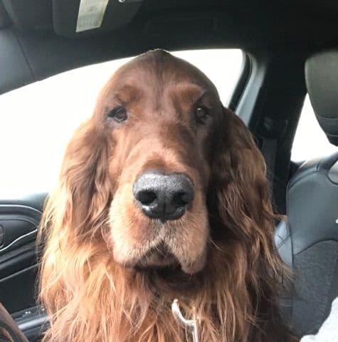 Irish Setter Puppies in Ohio breeder image 3