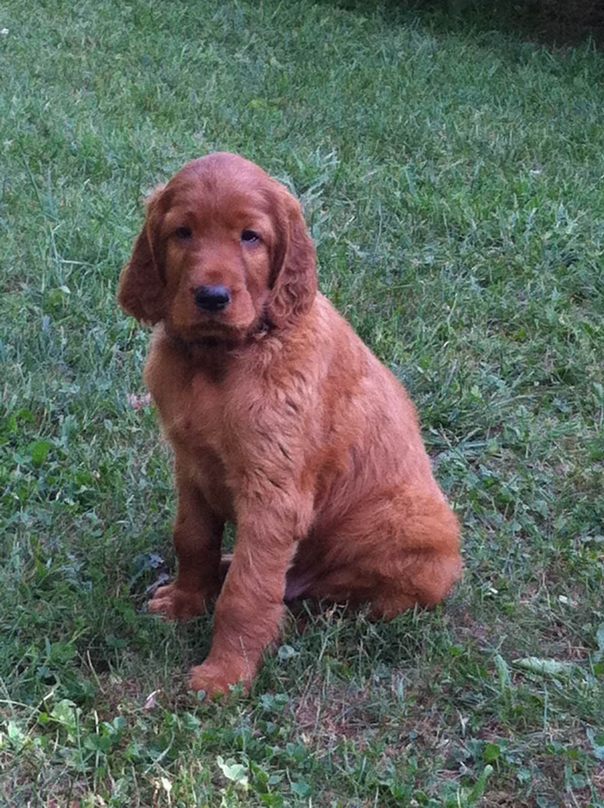 Irish Setter Puppies in Ohio breeder image 5