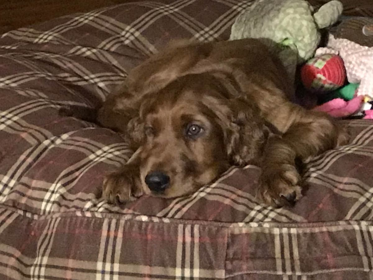 Irish Setter Puppies in Ohio breeder image 6