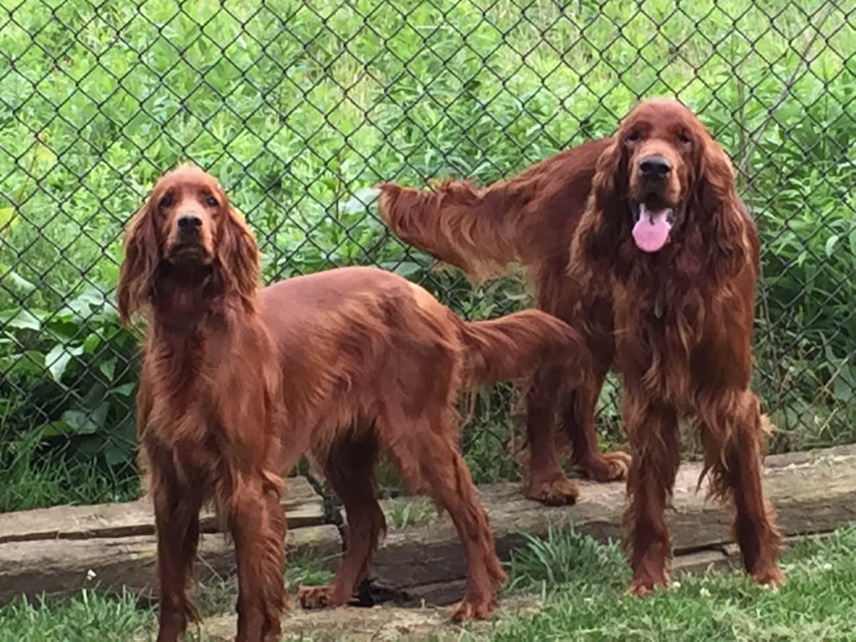 Irish Setter Puppies in Ohio breeder image 7