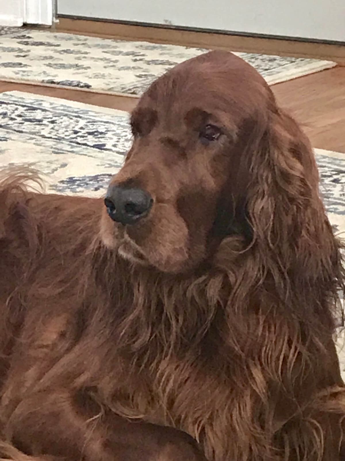 Irish Setter Puppies in Ohio breeder image 8