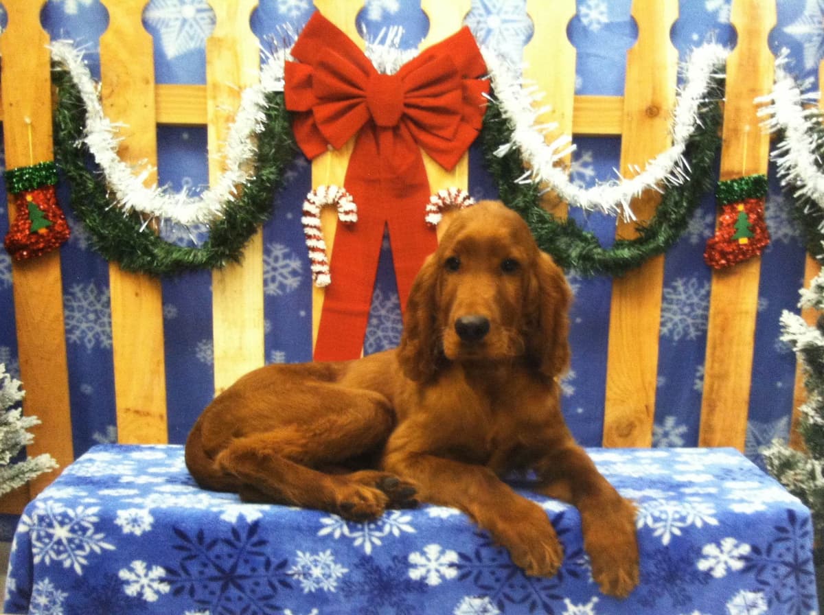 Irish Setter Puppies in Ohio breeder image 10