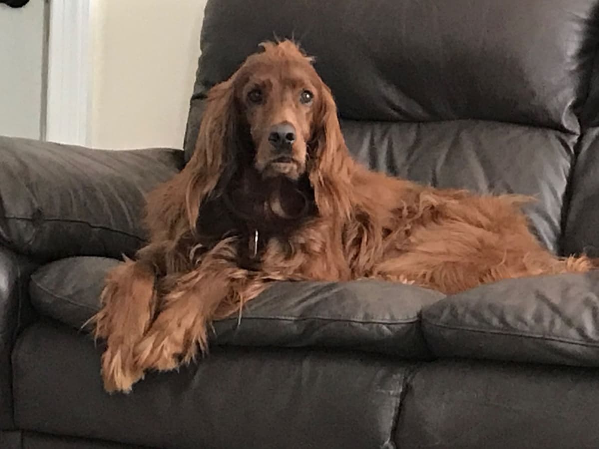Irish Setter Puppies in Ohio breeder image 11
