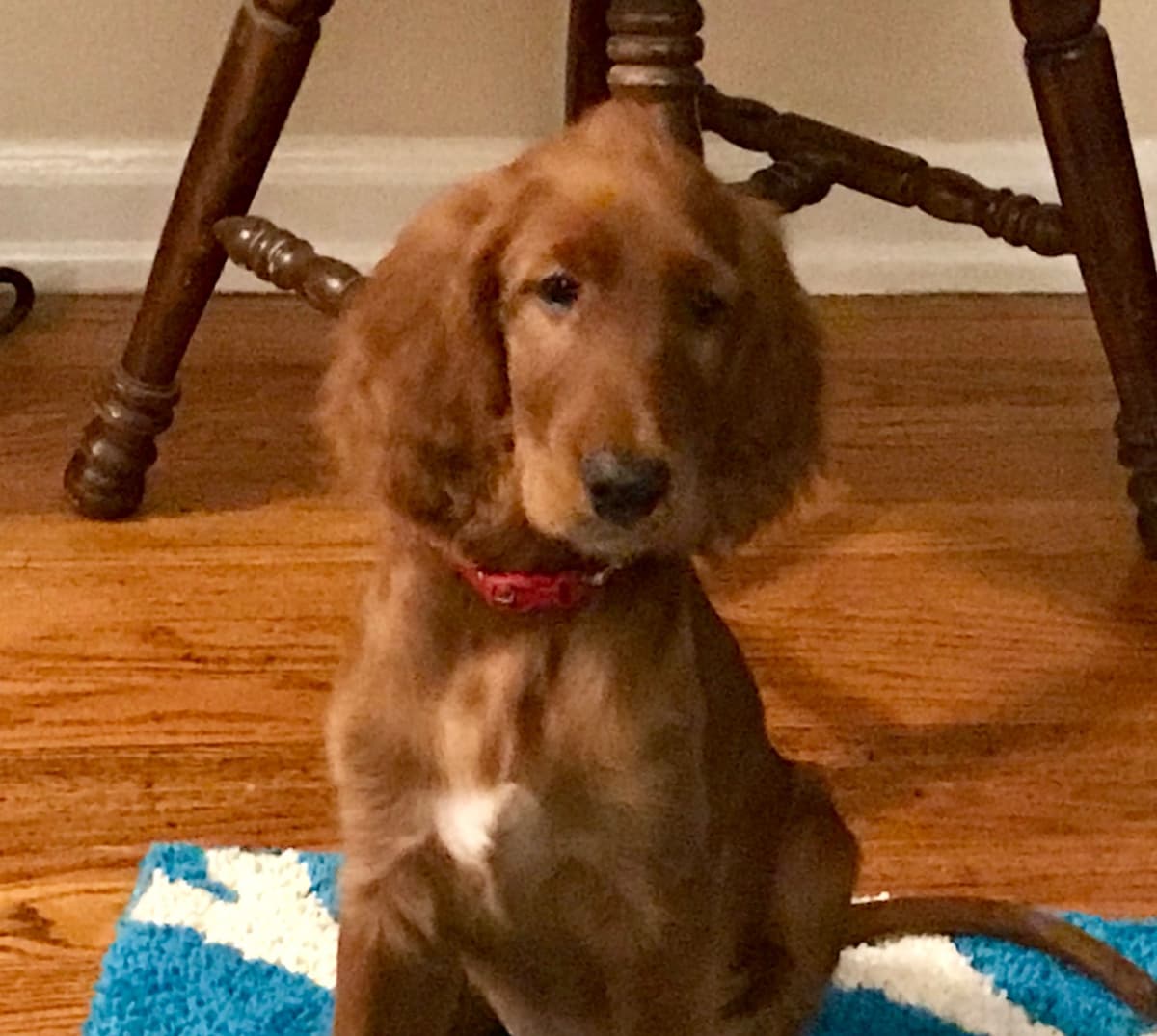 Irish Setter Puppies in Ohio breeder image 12