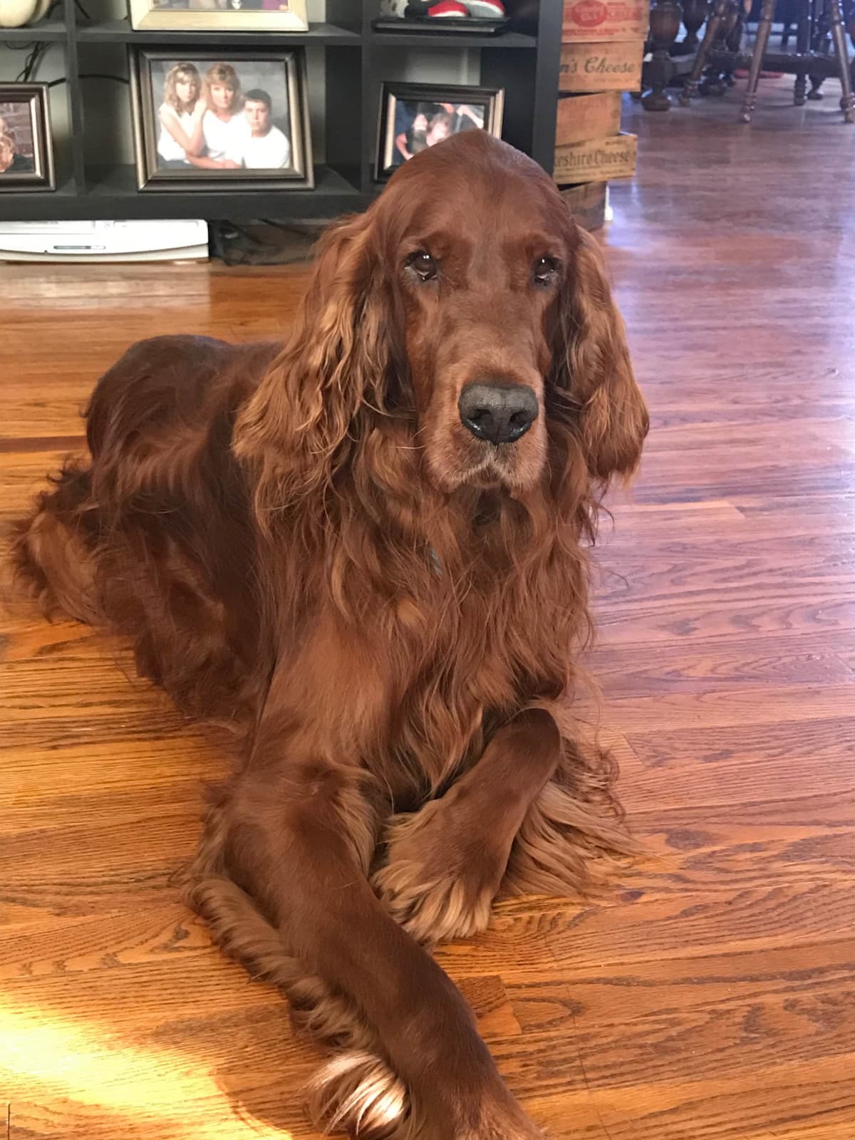 Irish Setter Puppies in Ohio breeder image 13