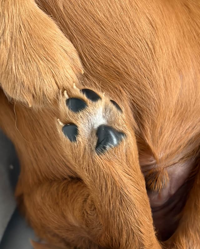 Irish Setter Puppies in Ohio media 9