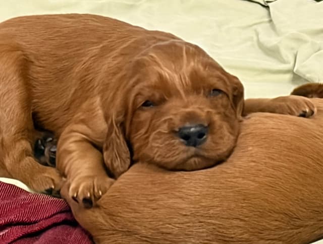 Irish Setter Puppies in Ohio media 10