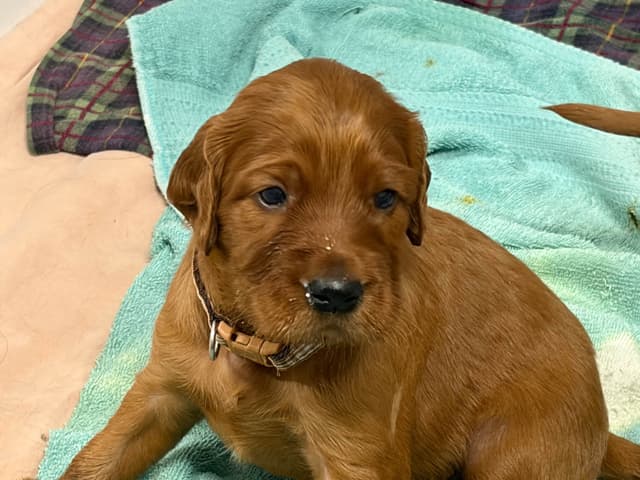Irish Setter Puppies in Ohio media 12