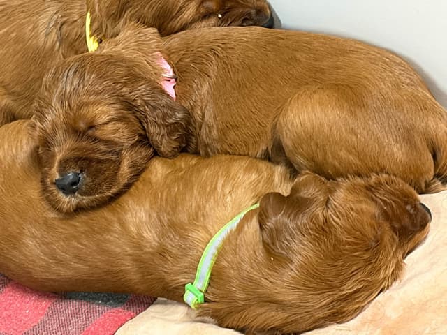 Irish Setter Puppies in Ohio media 11