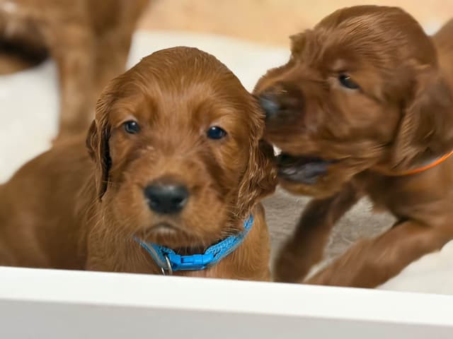 Irish Setter Puppies in Ohio media 13