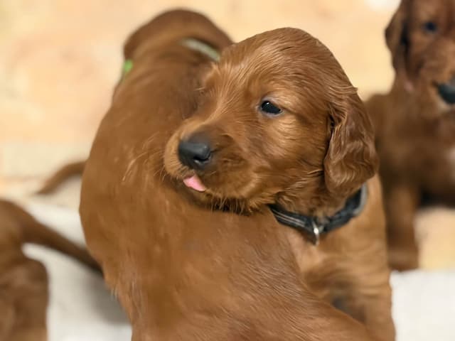 Irish Setter Puppies in Ohio media 14