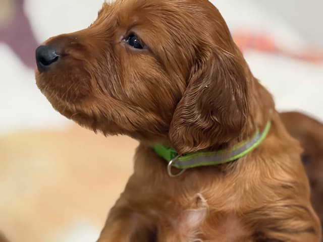 Irish Setter Puppies in Ohio media 15