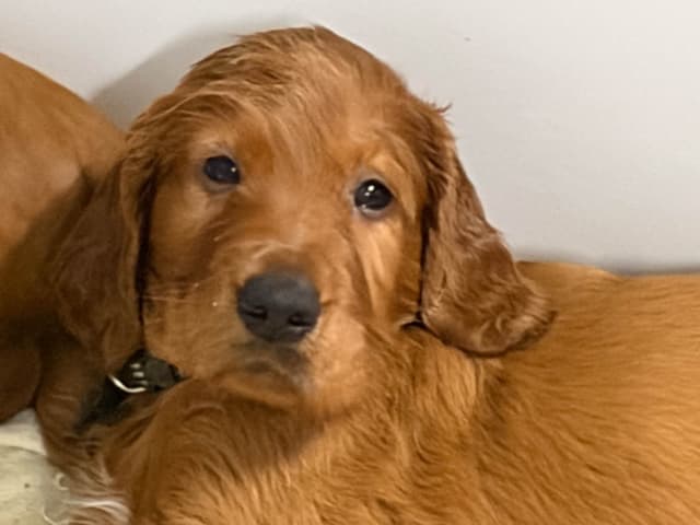 Irish Setter Puppies in Ohio media 16