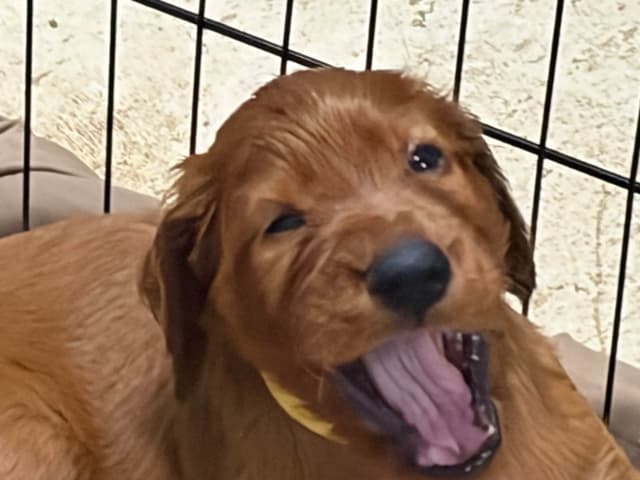 Irish Setter Puppies in Ohio media 17