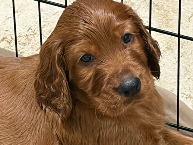 Irish Setter Puppies in Ohio media 18