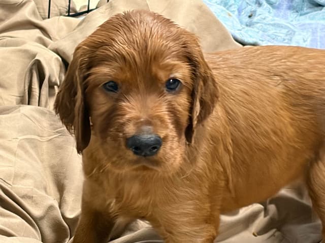 Irish Setter Puppies in Ohio media 19
