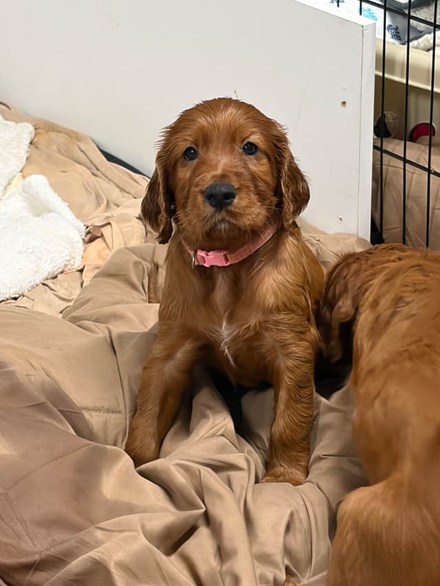 Irish Setter Puppies in Ohio media 21
