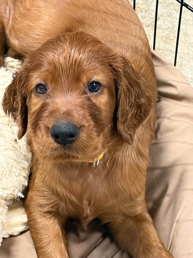 Irish Setter Puppies in Ohio media 23