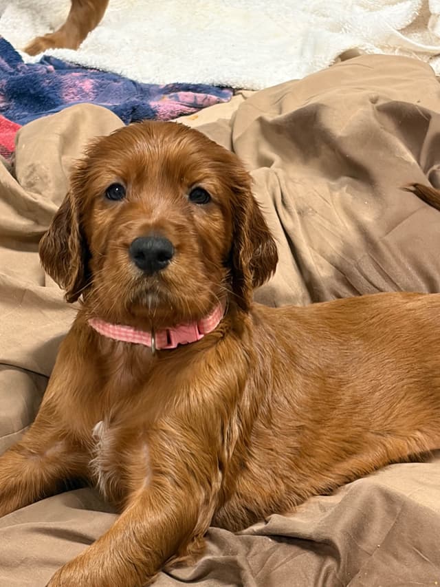 Irish Setter Puppies in Ohio media 24