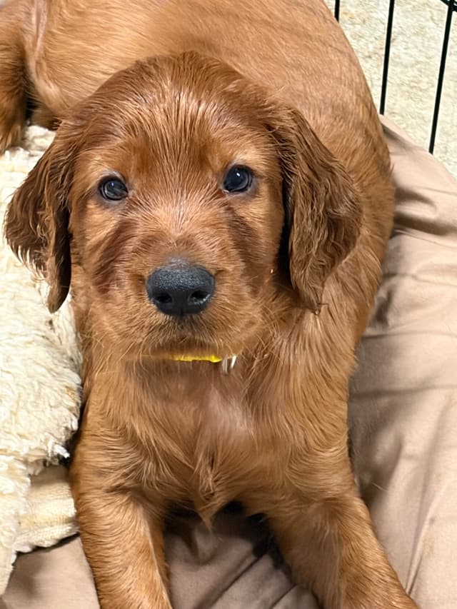 Irish Setter Puppies in Ohio media 25