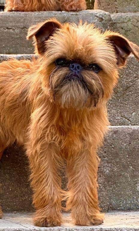 Brussels Griffon Puppy breeder image 10
