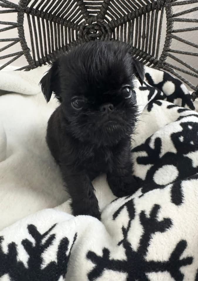 Brussels Griffon Puppy breeder image 6