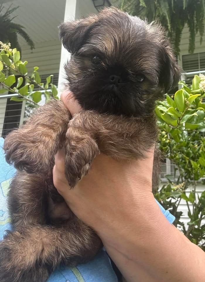 Brussels Griffon Puppy breeder image 7