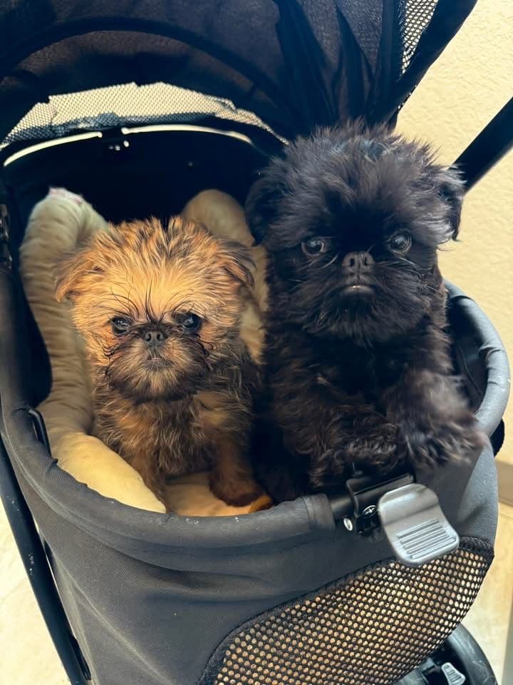 Brussels Griffon Puppy breeder image 5