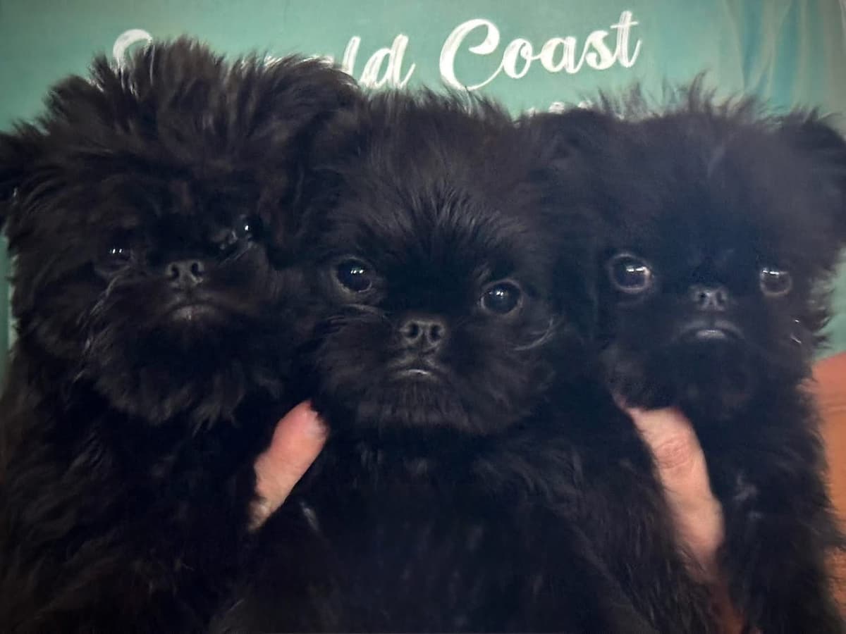 Brussels Griffon Puppy breeder image 8