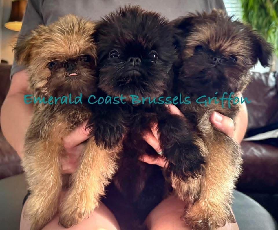 Brussels Griffon Puppy breeder image 12