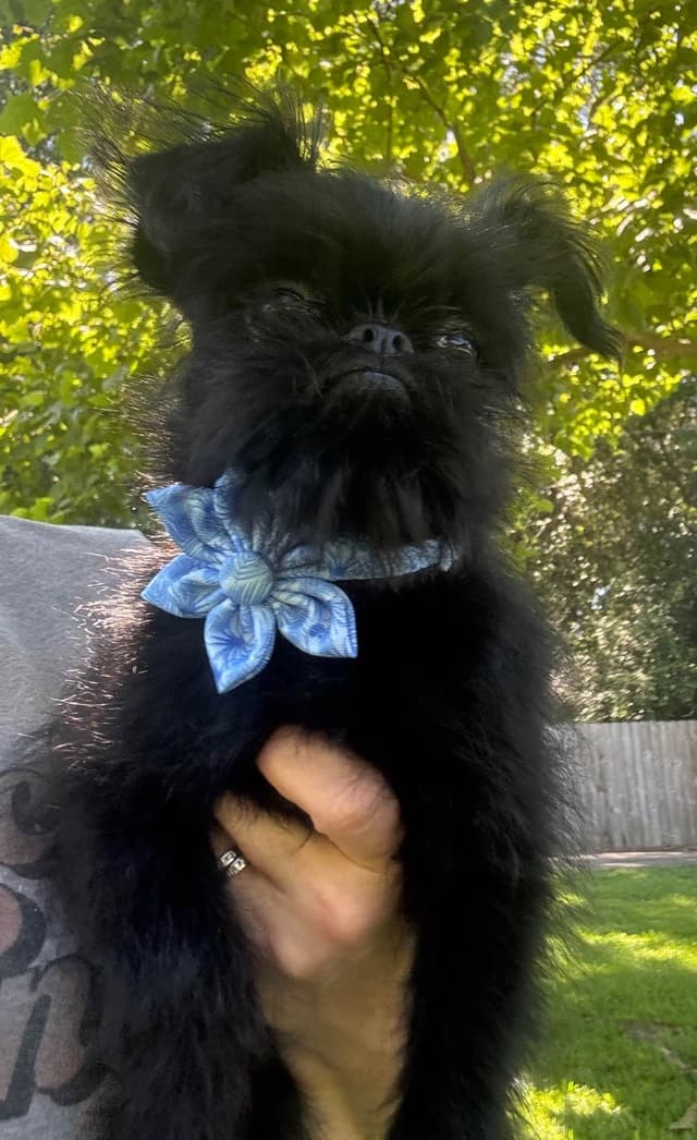 Brussels Griffon Puppy media 2